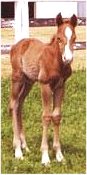 AQHA Colt photo