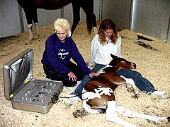Colt, Missy, being treated with the Animal Calibrated Acuscope equipment